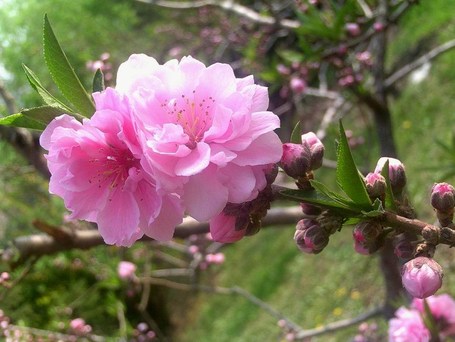 粉面桃花