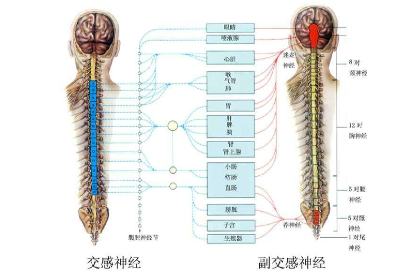 交感神經系統