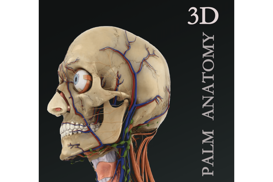 掌上3D解剖