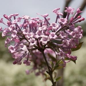 青海丁香花