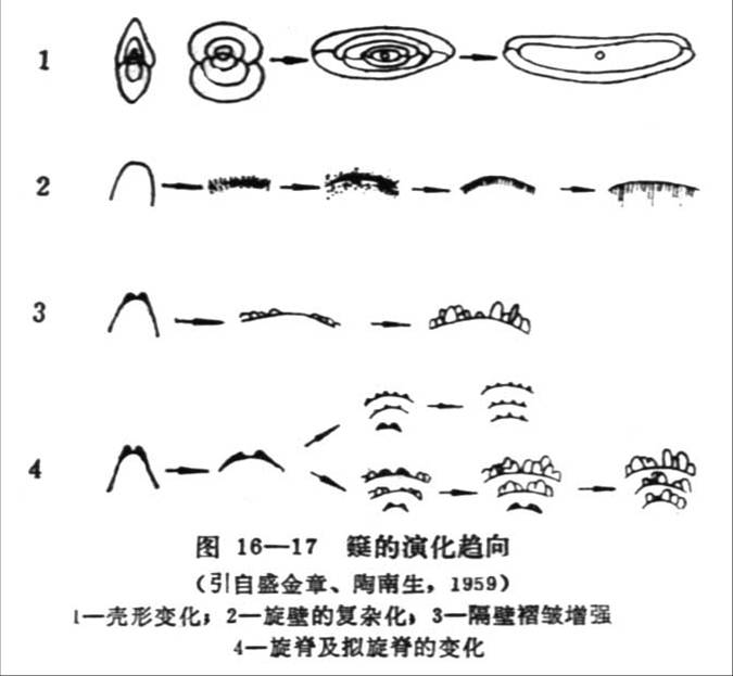 䗴的演化趨向