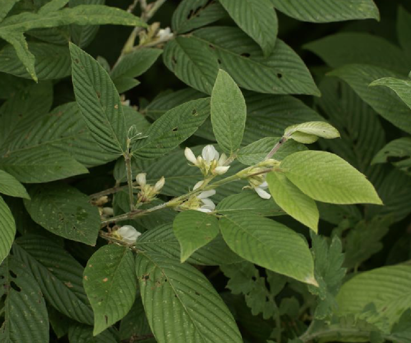 假木豆(植物)