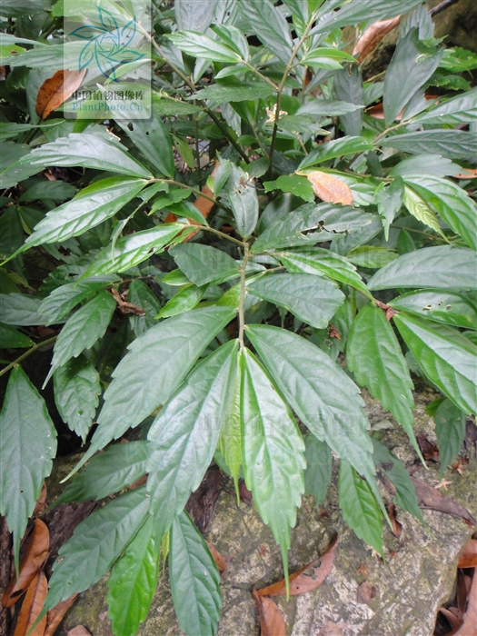 狹葉樓梯草（變種）