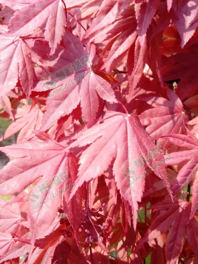 日本紅楓血紅楓