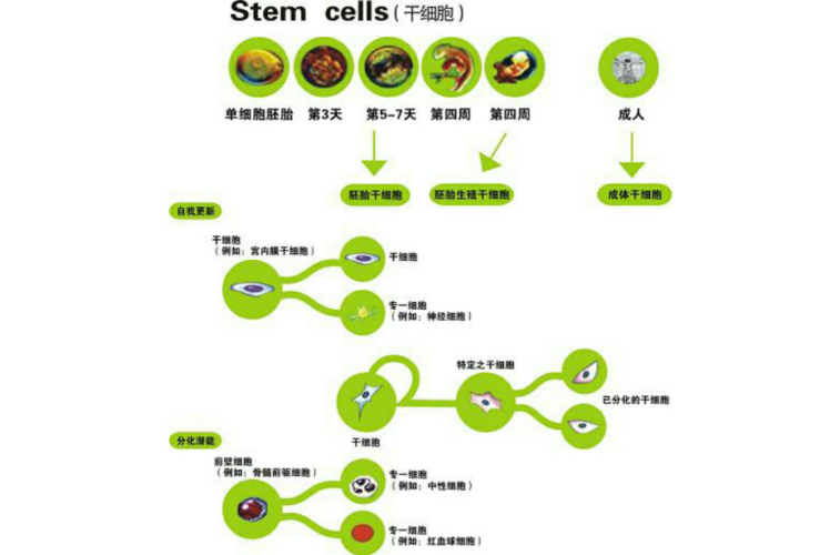 脂肪幹細胞