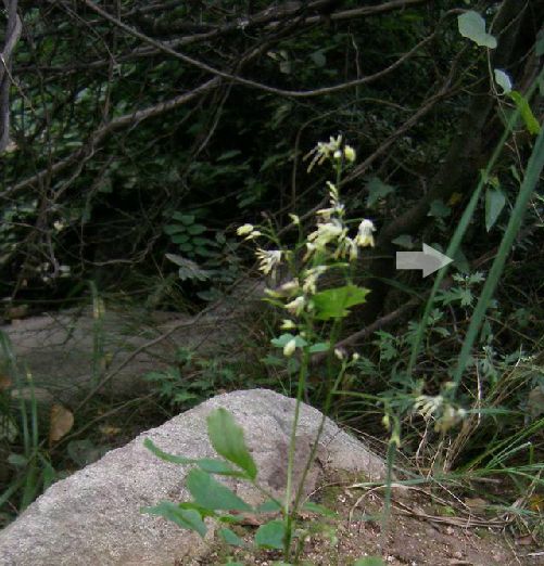 陝西唐松草