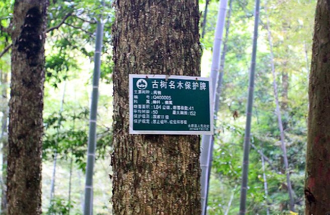 閩楠福建群體120家系