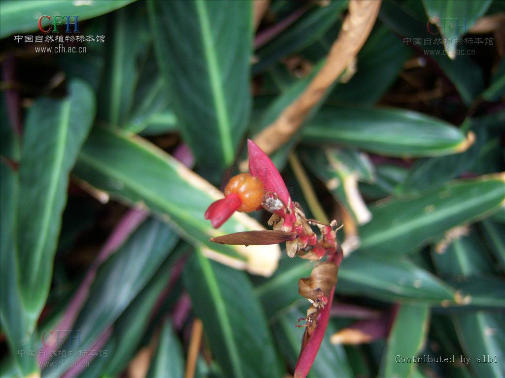 紫背竹芋(紅背臥花竹芋)