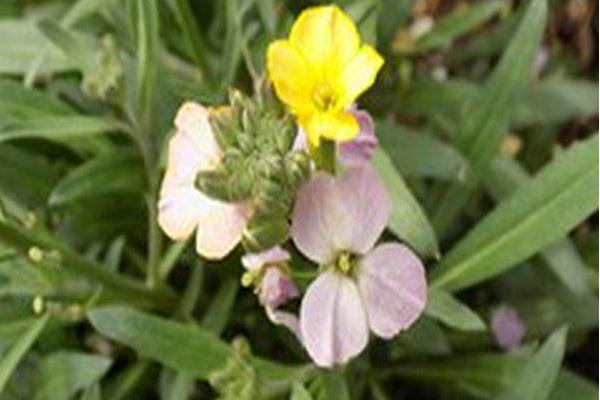 Erysimum linifolium \x27Balcherissam\x27 CHEERS SUN-KISSED AMETHYST