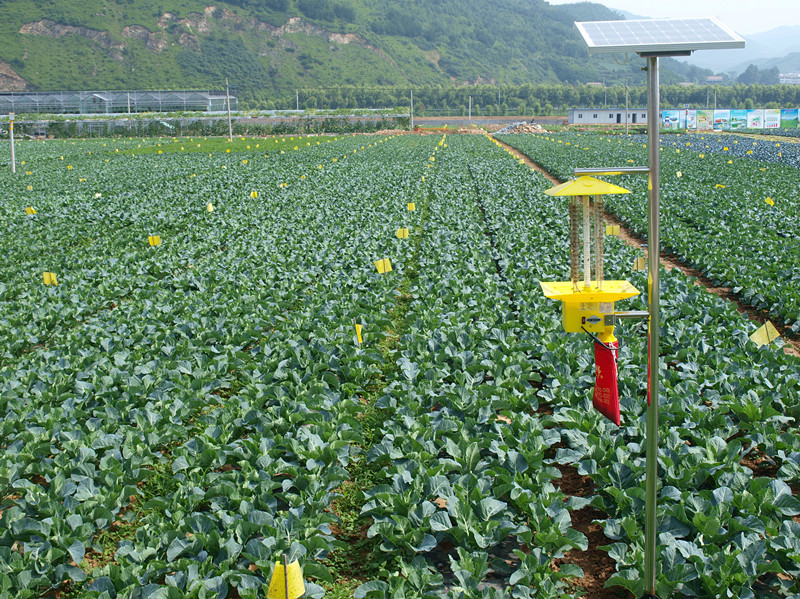 太白山牌蔬菜