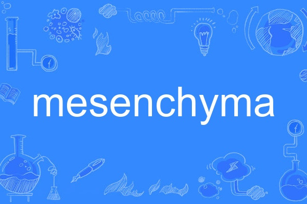 mesenchyma