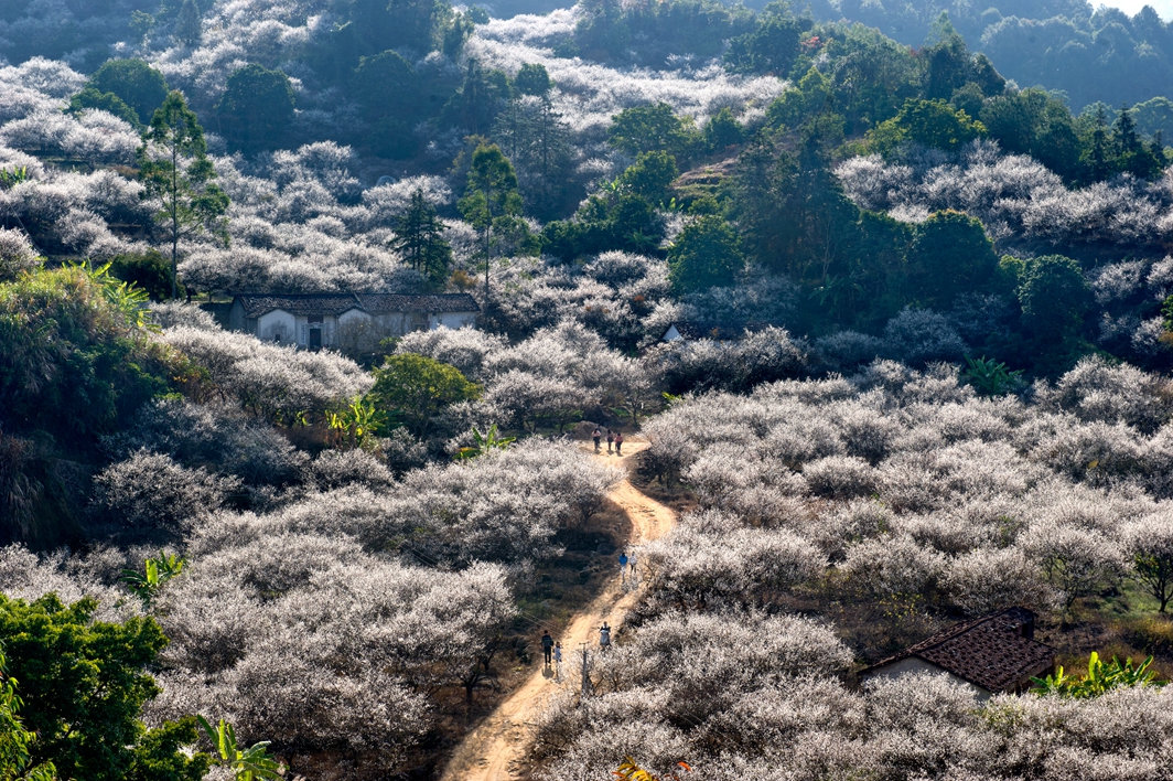 陸河世外梅園景區