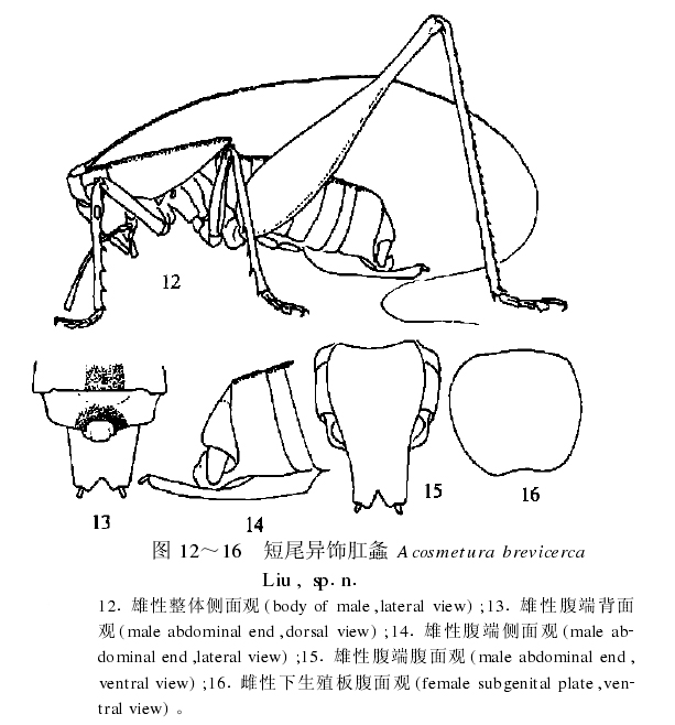 短尾異飾肛螽