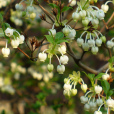 齒緣吊鐘花(齒緣吊鐘花（原變種）)