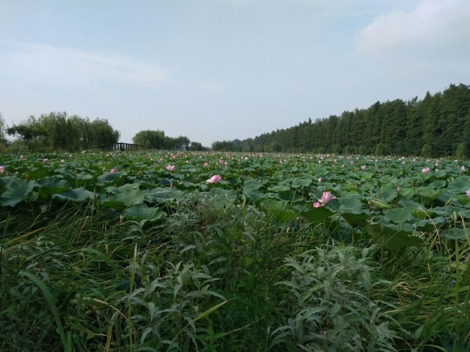 湖北漢川汈汊湖國家濕地公園