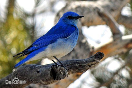 山地藍知更鳥