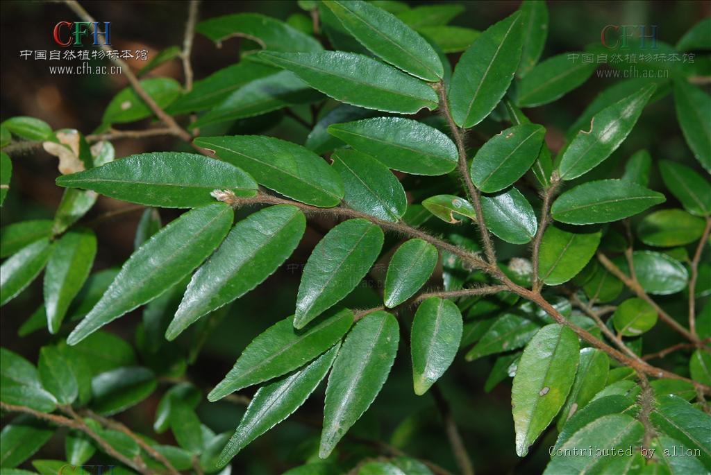 廣東毛蕊茶