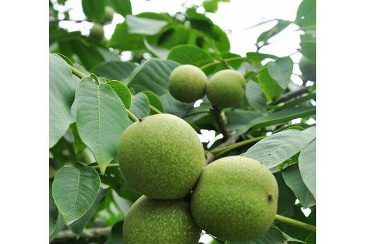 煙臺野核桃家系4號