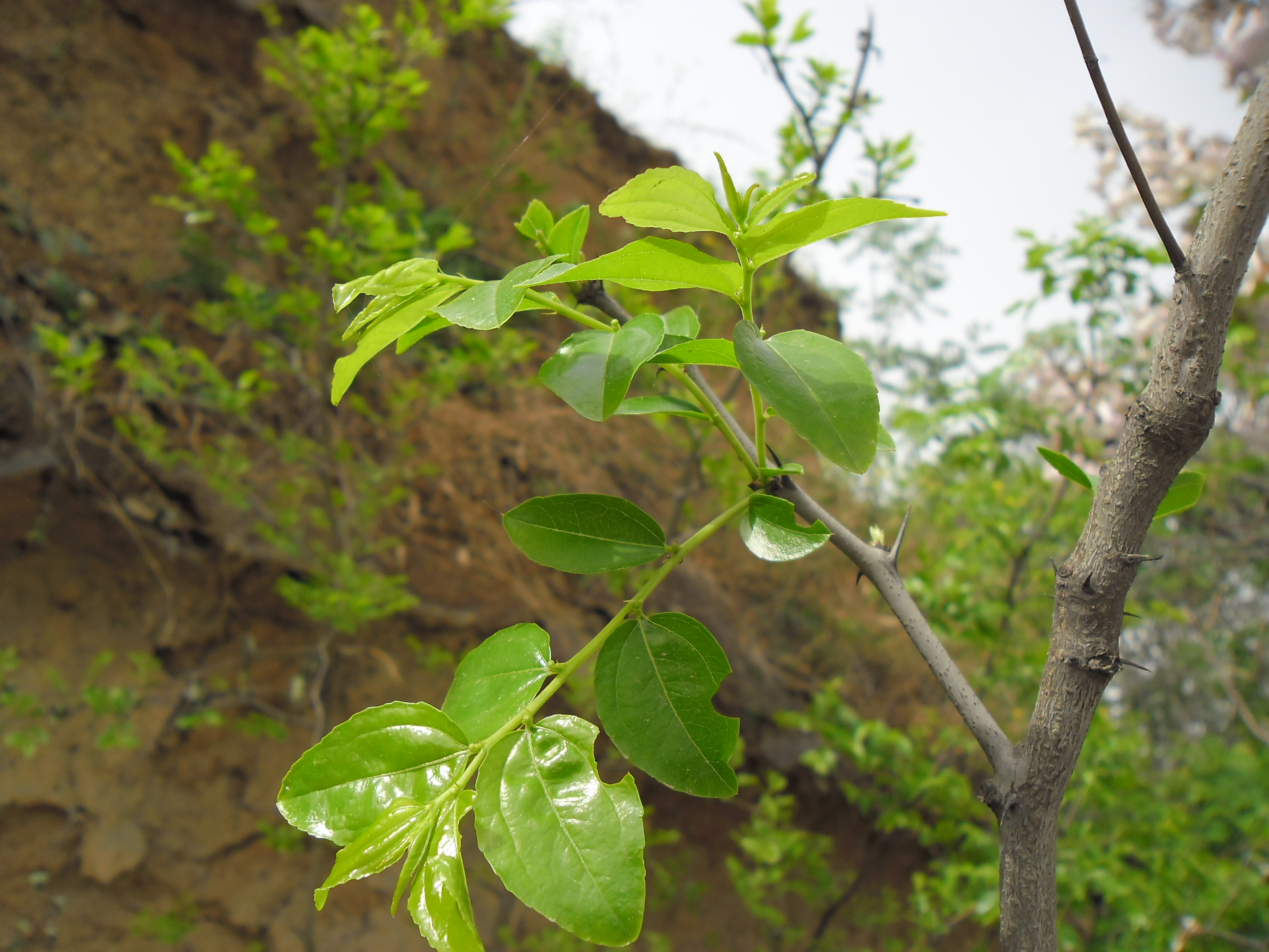 中嶽仙茶