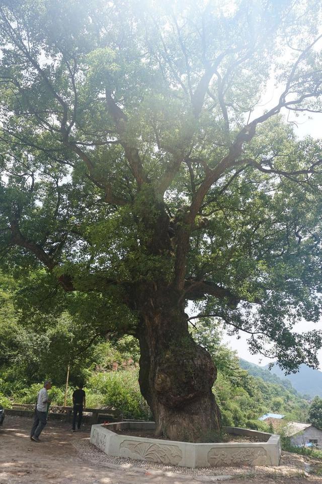 義方古道