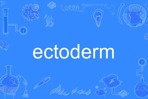 ectoderm