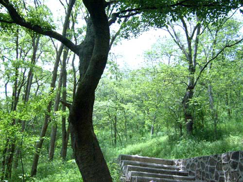 儀征銅山森林公園景色