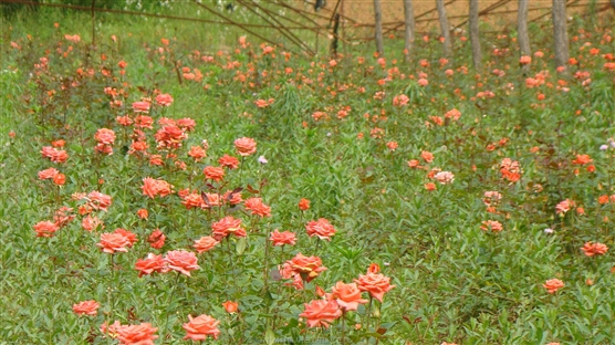 柞水縣瓦房口鎮花卉種植