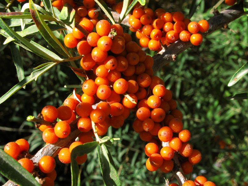 紅霞(沙棘屬植物)