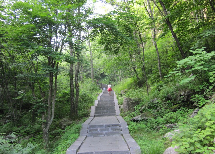 白雲山國家森林公園森林景觀