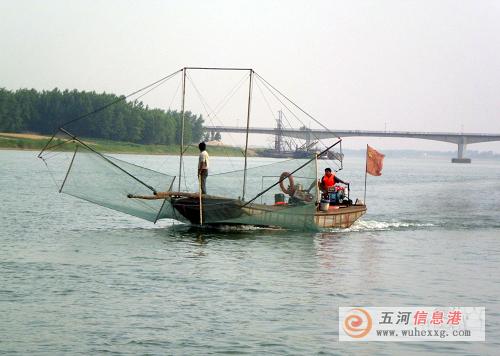 天井湖金眼銀魚