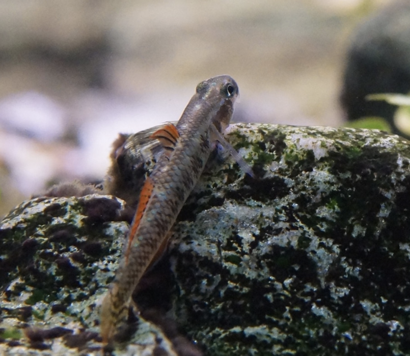 日本瓢鰭蝦虎魚