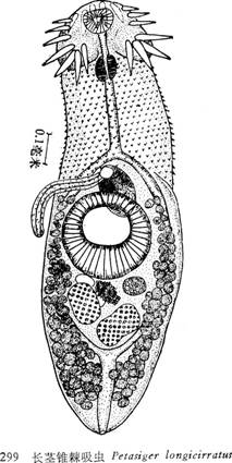 圖1.長莖錐棘吸蟲