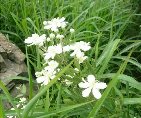 銀蓮花族