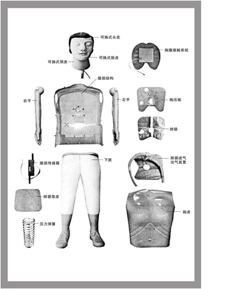 心肺復甦模擬人部件