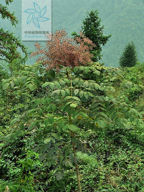 頭序楤木(毛葉楤木（變種）)