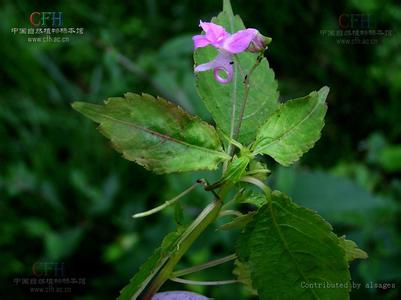 短喙鳳仙花