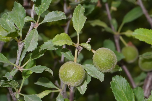 長柄扁桃治沙所優株2號