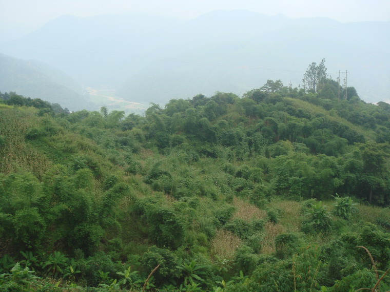 興榮村經濟林
