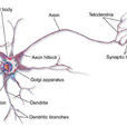 神經元(生物細胞)