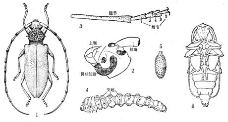 葡萄虎天牛