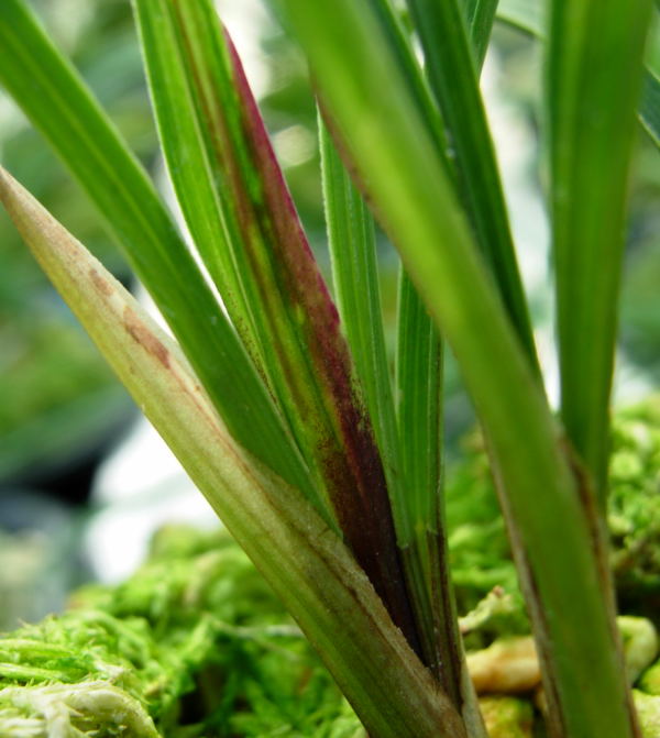 葉蝶(雙子葉植物綱蘭屬植物)