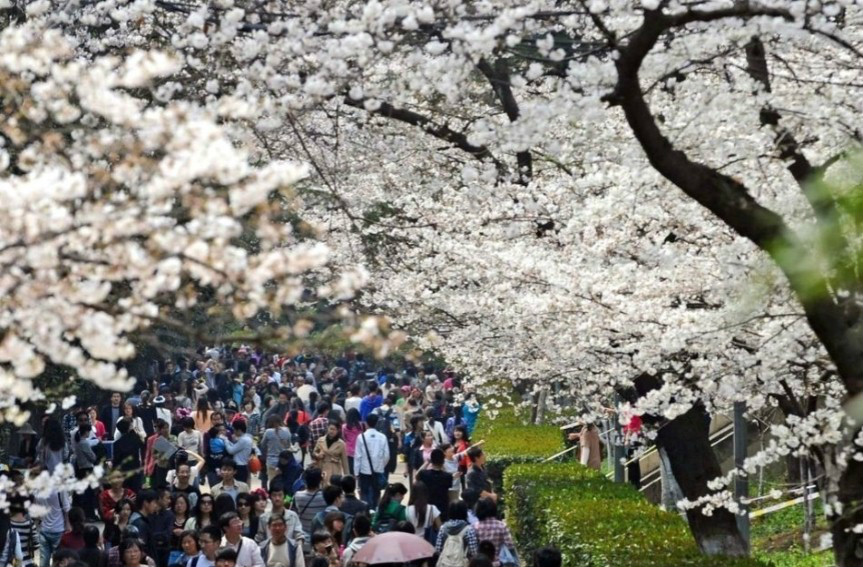 武漢大學櫻花