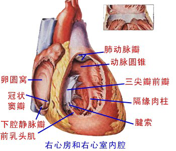 左心房和右心室內腔