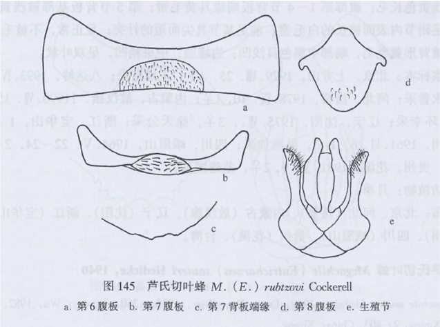 蘆氏切葉蜂