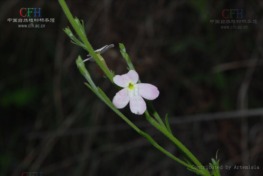 大獨腳金(管狀花目玄參科植物)