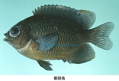 鋸唇魚