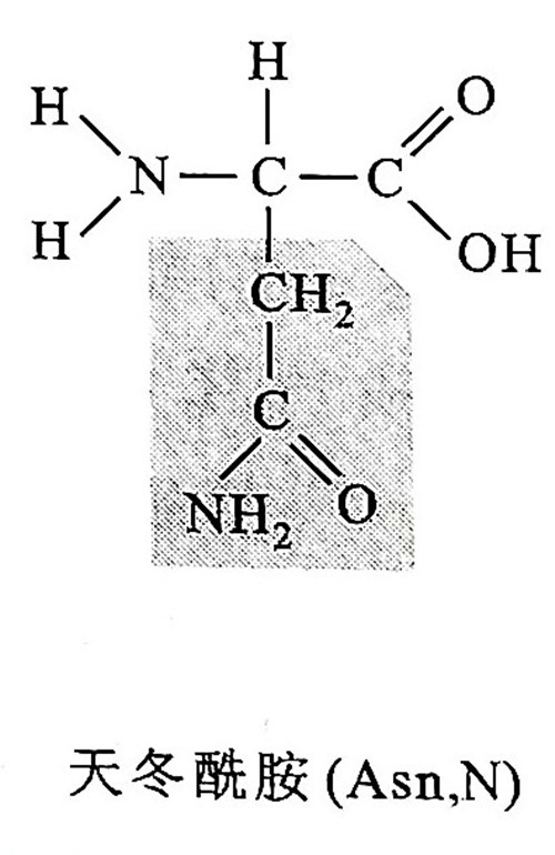 L-天冬醯胺