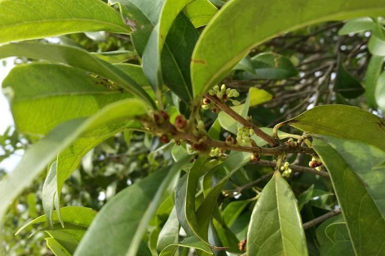 桂花黃山學院20號