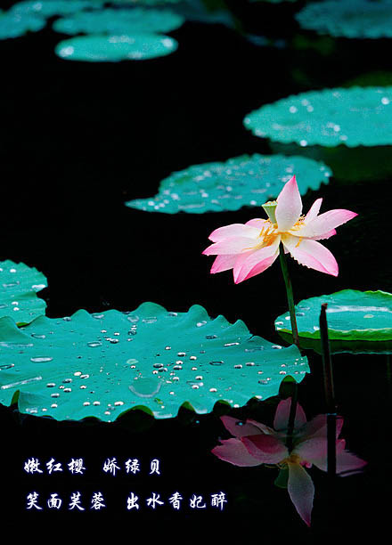 蘇幕遮·雨荷