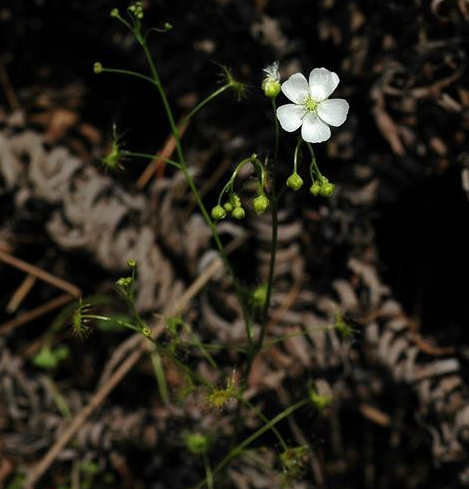 光萼茅膏菜(圖4)